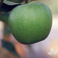 Granny Smith Apple Tree | Standard Fruit Tree for NC